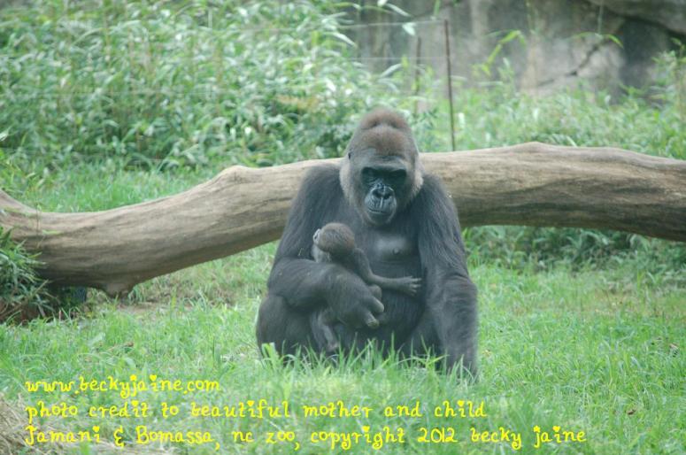 mother and child, gorillas nc zoo