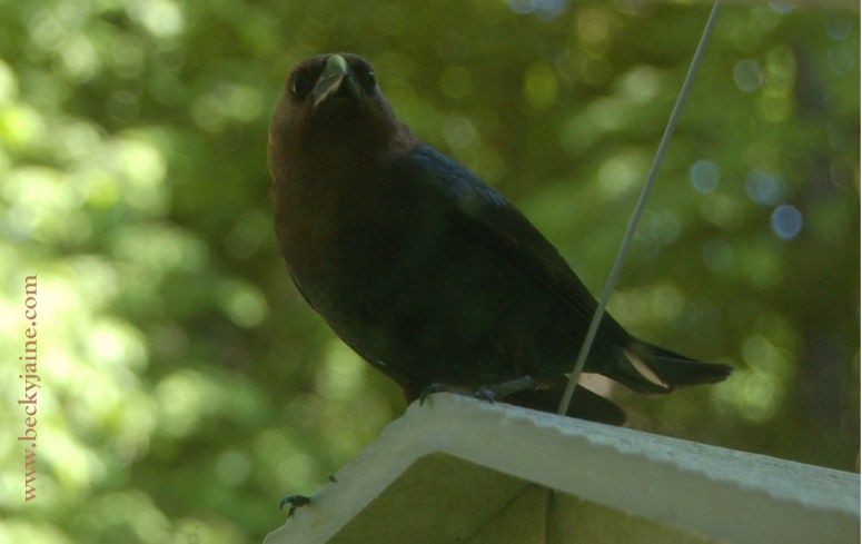 cowbird has come beckyjaine 2014