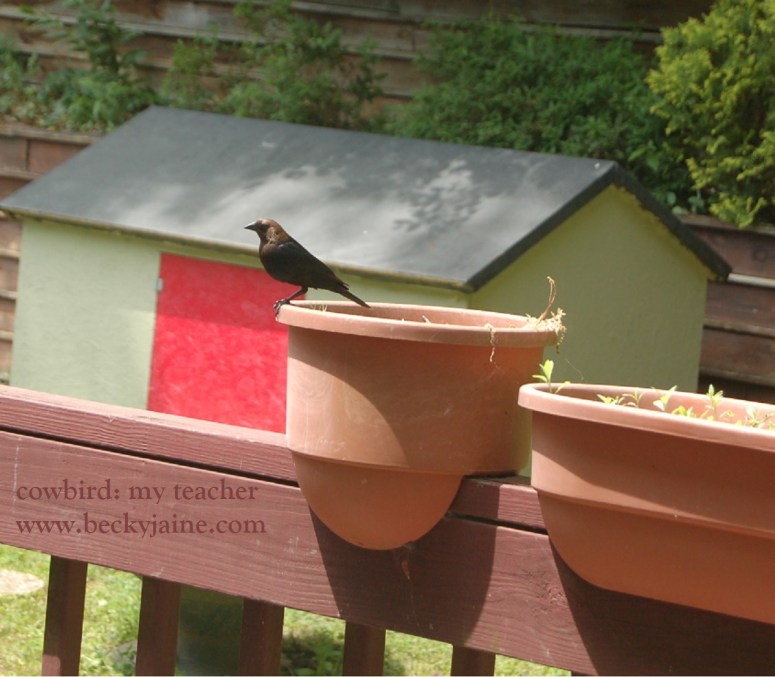 cowbirdteachme beckyjaine 2014